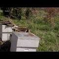 Le mystère de la disparition des Abeilles – Documentaire (août 2012)