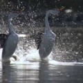 Merveilles de la nature : la danse nuptiale des grèbes de Clark