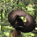 Merveilles de la nature : les parades de séduction des oiseaux de paradis (1ère partie)