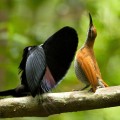 Merveilles de la nature : les parades de séduction des oiseaux de paradis (2 ème partie)