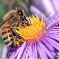 l'abeille, un trésor de la nature mis en péril par l'avidité et la bêtise de l'homme...
