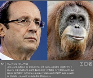 hollande l'orang-outan (déjà !)