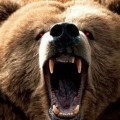 A force de se faire tirer les poils des pattes, l'ours russe est en train de se réveiller..