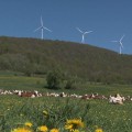 Energie eolienne : l’hystérie des brasseurs de vent – Reportage (mai 2015)